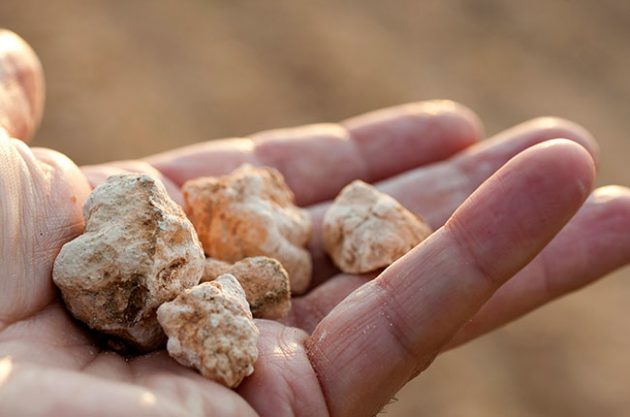 First Cava grand cru sites are chosen