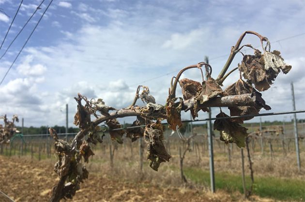 French wine harvest 2017 set for 'historic low'after frost