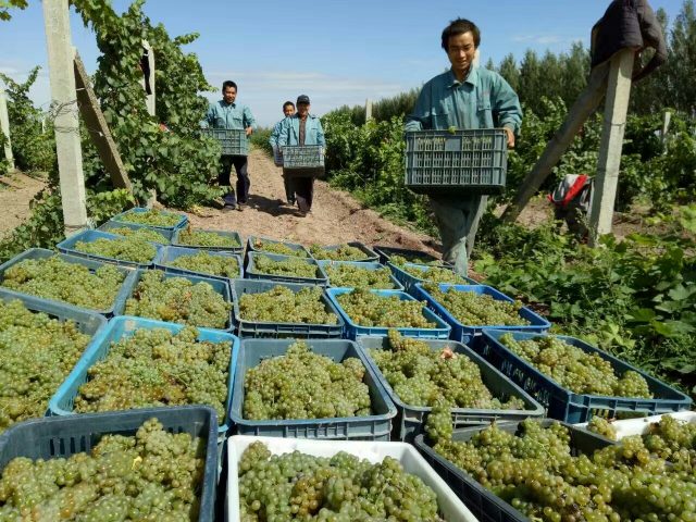 China's Bottled Wine Production Drops By 10.4% In H1 2017