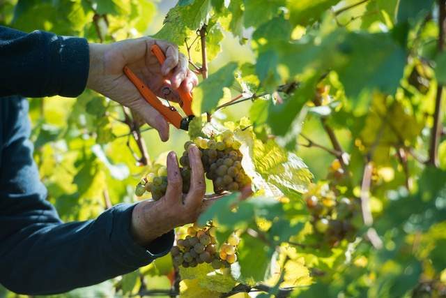 German Wine Exports To China Reach Record High