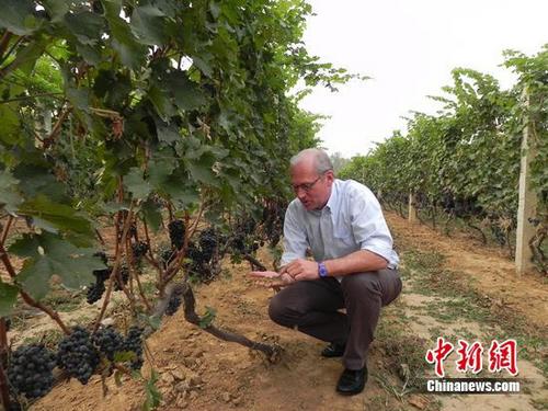 《牛津葡萄酒词典》对摩塞尔式整枝法的描述
