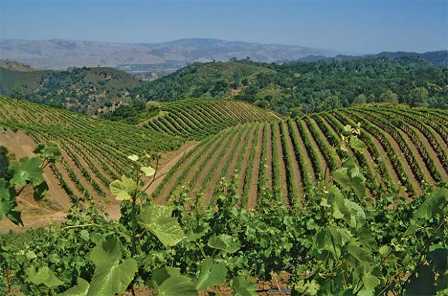 Duckhorn buys California Pinot maker Calera