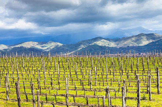 Italy faces one of smallest wine harvests for 60 years