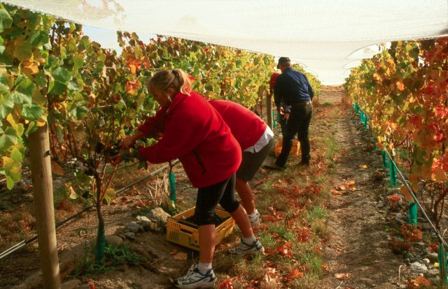 France Facing Smallest Harvest Since 1945