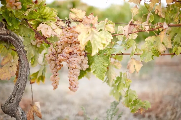 亚最新出口报告:中国市场猛增56%,白葡萄酒增