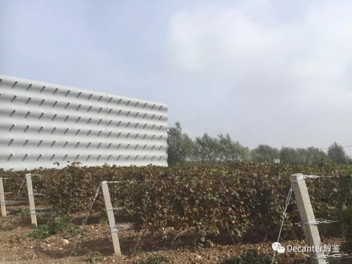 活跃在国际酿酒集团的中国酿酒师们 - 夏桐酒庄
