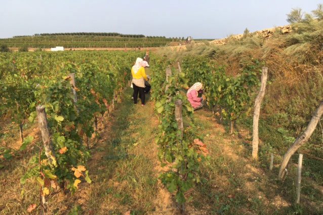 CITIC Group To Sell Its Stake In Lafite's Chinese Winery