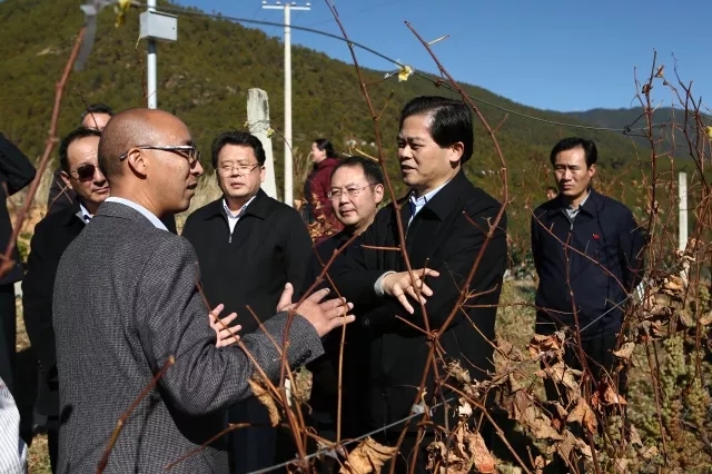 云南省委书记陈豪一行考察调研帕巴拉冰酒