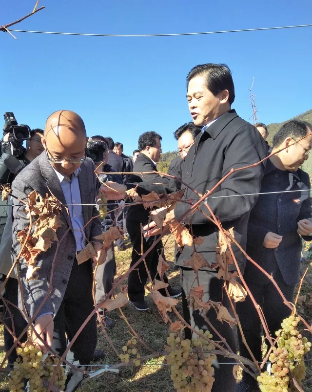 云南省委书记陈豪一行考察调研帕巴拉冰酒