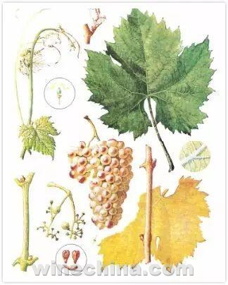 寻找中国最具潜力单品种(3)贵人香(Italian Riesling):身世迷、名字多,1892来中国