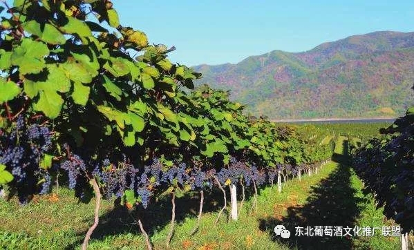 长白山集安产区:情迷山葡萄,醉美北冰红