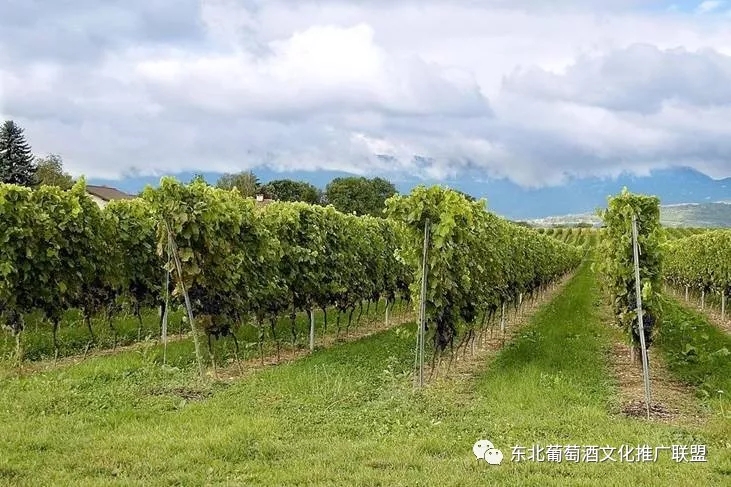 长白山集安产区:情迷山葡萄,醉美北冰红