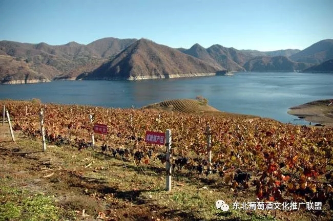 长白山集安产区:情迷山葡萄,醉美北冰红