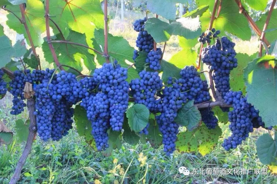 长白山集安产区:情迷山葡萄,醉美北冰红