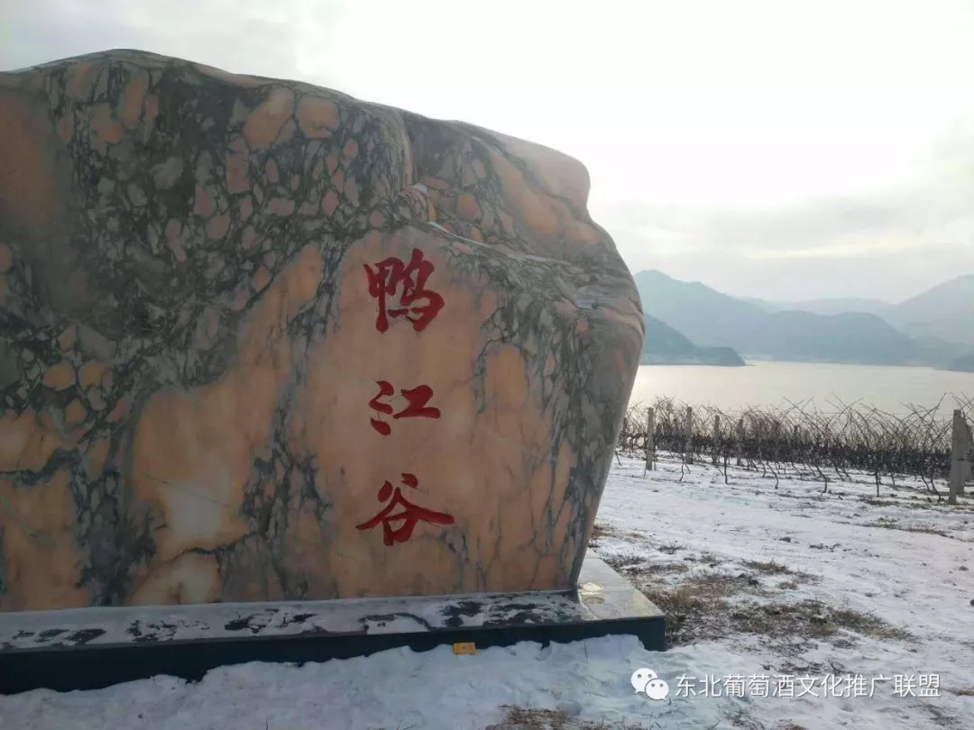 长白山集安产区:情迷山葡萄,醉美北冰红