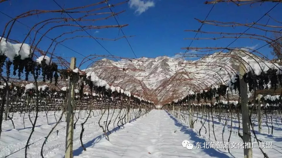 长白山集安产区:情迷山葡萄,醉美北冰红