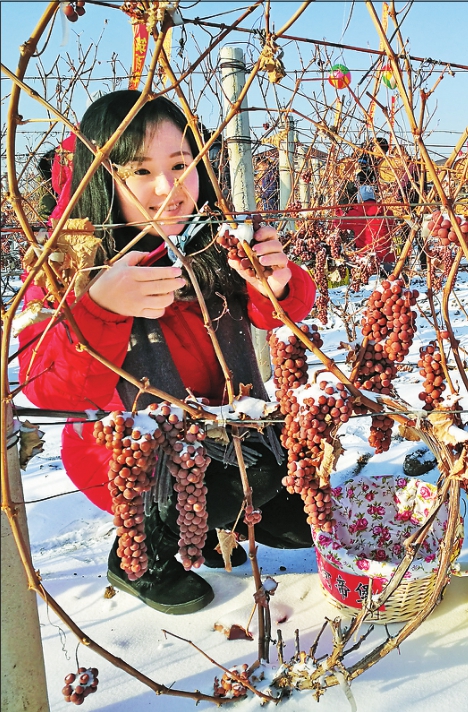 东宁发展葡萄种植面积7300亩