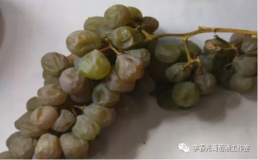 中国酿酒师笔记(十三)不经一番寒彻骨,怎得冰白沁鼻香