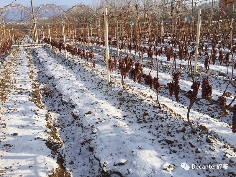 冰酒是怎么酿成的:德国、加拿大与中国