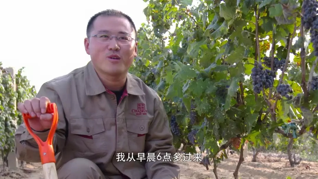这位海归博士后,却爱上了在葡萄园挖土