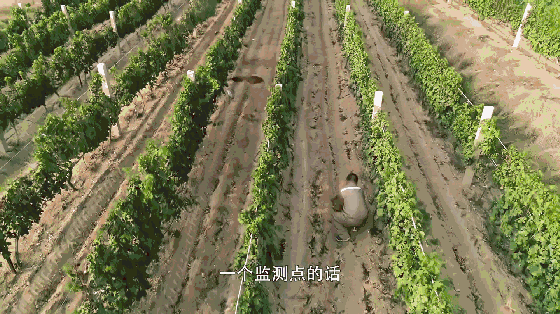 这位海归博士后,却爱上了在葡萄园挖土