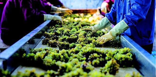 宁夏葡萄酒实现去库存2000万瓶
