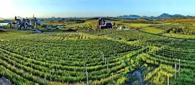 喜报!Vinalies国际大赛中国唯一金奖获得者——台依湖