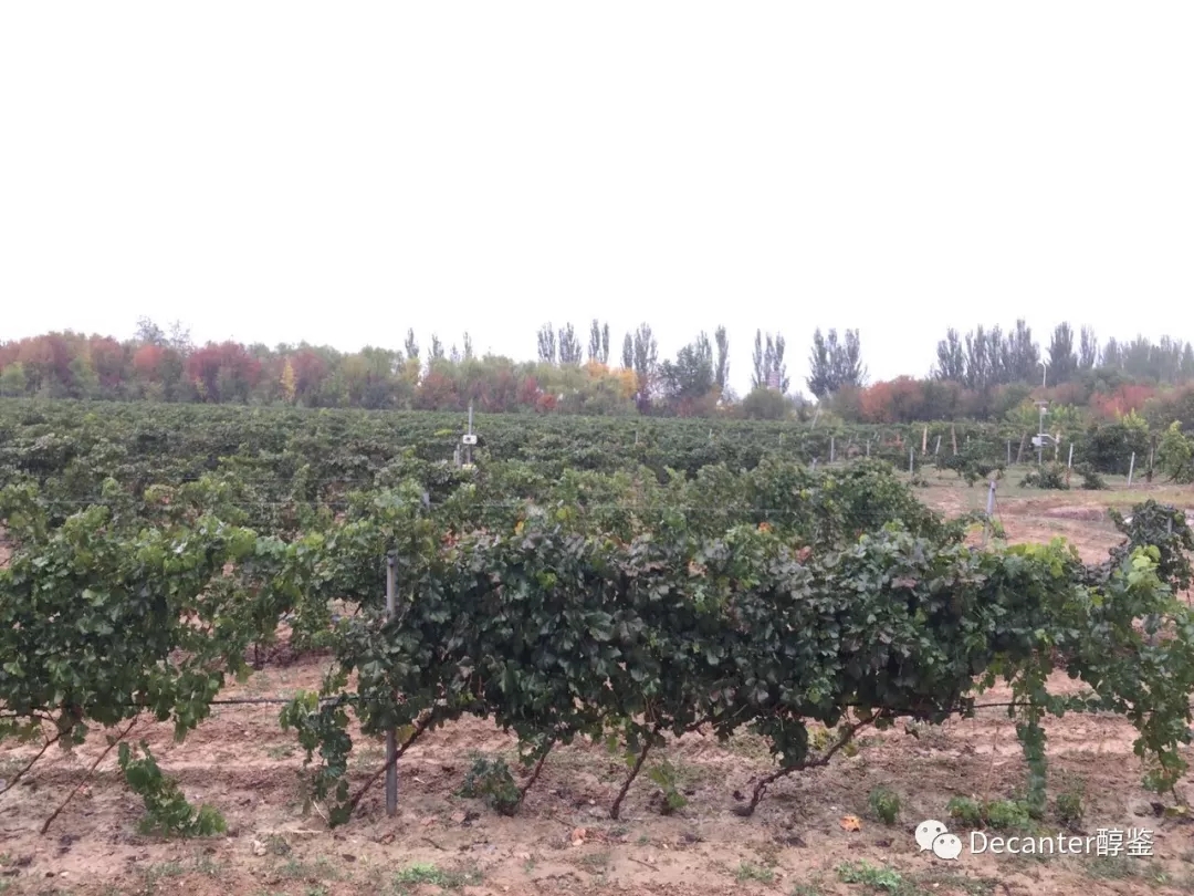 2017年中国葡萄酒产区报告(上) - 山东,河北,北京和宁夏