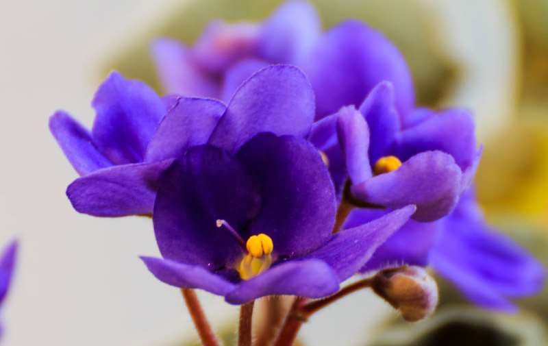 花香袭人,酒中亦可觅芳踪