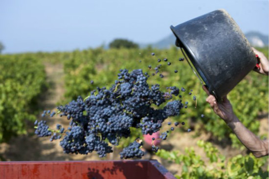 Hot Summer Boosts French Harvest