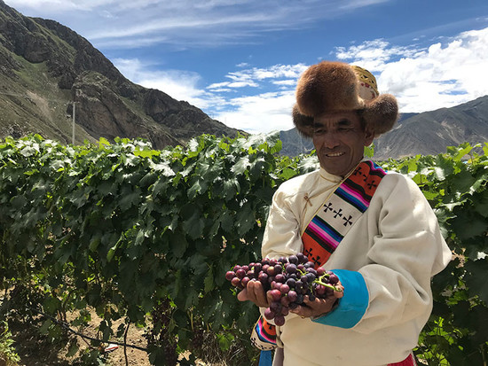 Worlds highest vineyard is in Tibet, says Guinness World Records