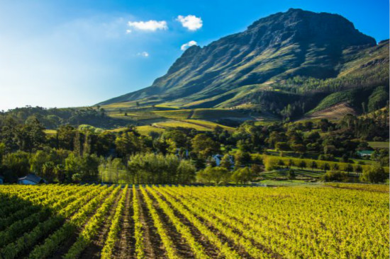 Chinese Demand for South African Wine Continues To Rise