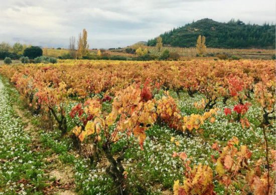 Rioja rule rewrite aims at greater traceability and transparency