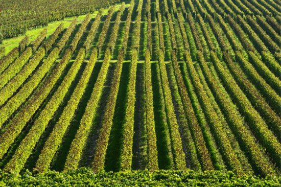 Extreme Weather Harming French Vineyards