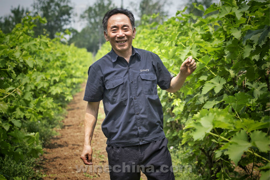 2020葡萄酒排名_2020年葡萄酒全年产销数据出炉:产量下降26.9%,进口量下降