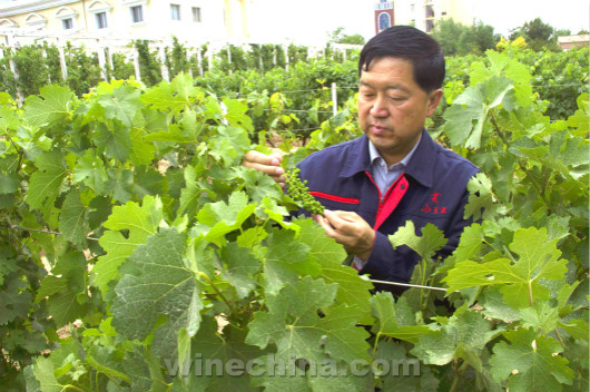 葡萄老总_葡萄卡通图片