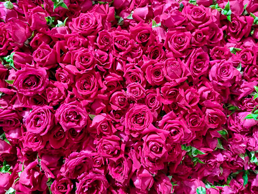 酿鲜花酒的墨红玫瑰2--530.jpg