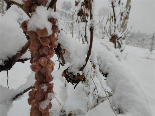 雪中的冰葡萄.jpg 雪中的冰葡萄.jpg