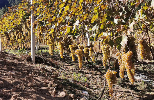 秋季已成熟的威代尔葡萄.jpg