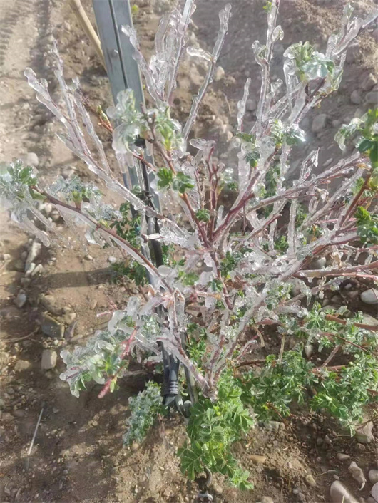 2极端低温天气造成植物结霜，很容易损伤刚萌发的葡萄枝芽.jpg