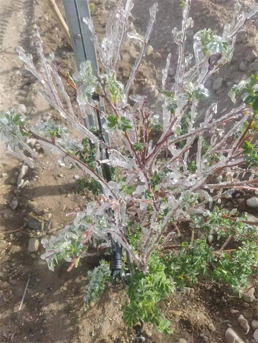 2极端低温天气造成植物结霜,很容易损伤刚萌发的葡萄枝芽.jpg 2极端低温天气造成植物结霜,很容易损伤刚萌发的葡萄枝芽.jpg