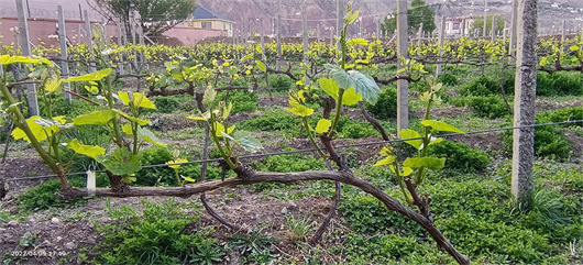 霞多丽萌芽后的葡萄园 4月9日.jpg 霞多丽萌芽后的葡萄园 4月9日.jpg