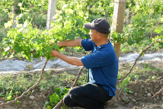 7弓月酒庄种植师在葡萄园内观察葡萄长势.jpg