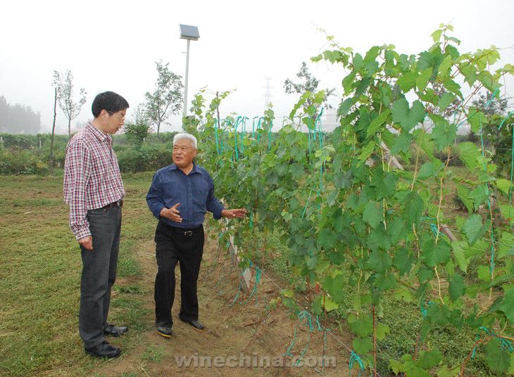 中葡网产区行（五）邹福林：葡萄酒行业的科学家