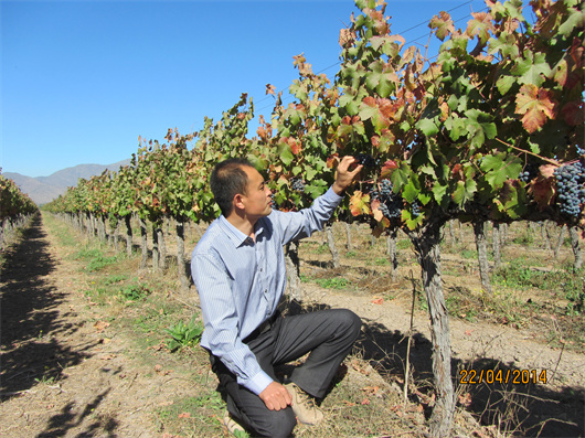 在智利中央山谷产区查看葡萄成熟度.jpg
