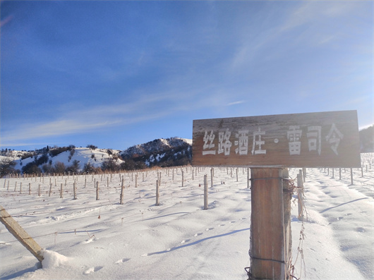 9库尔德宁葡园的冬日雪景.jpg