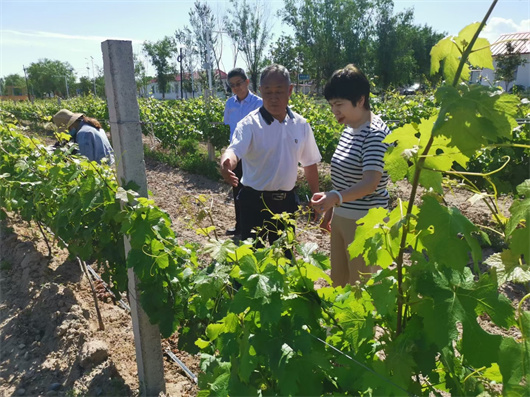 12张银波向新疆酿酒工业协会秘书长王莹介绍葡萄生长情况.jpg