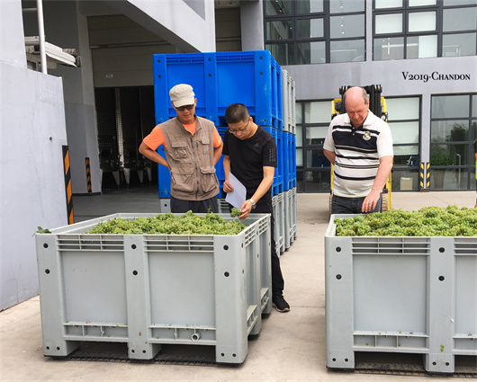 7葡萄采收季，刘爱国（中）与巴西酿酒师一同查看葡萄质量.jpg