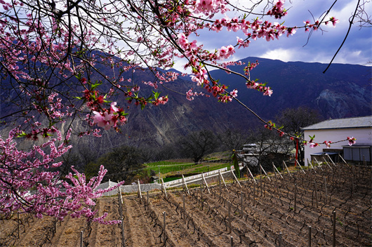 西当村,海拔2300~2400米葡萄园.jpg 西当村,海拔2300~2400米葡萄园.jpg