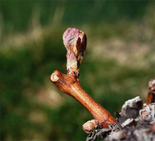 绒球期.jpg 绒球期.jpg